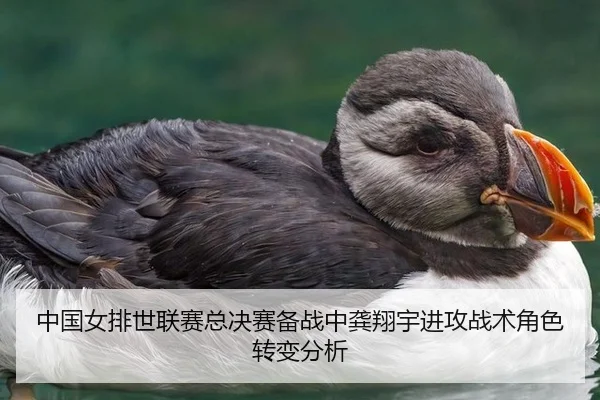 中国女排世联赛总决赛备战中龚翔宇进攻战术角色转变分析